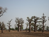 Baobab Trees- Gold exploration (Nigeria)